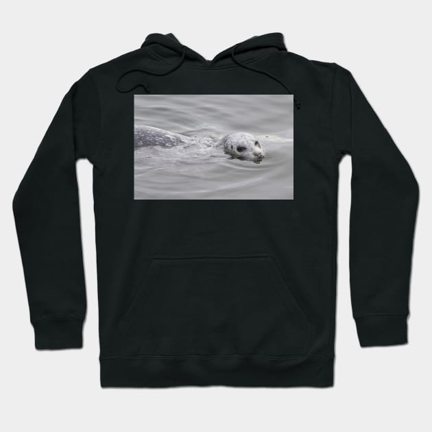 Cheeky Harbor Seal Winks at the Photographer Hoodie by walkswithnature